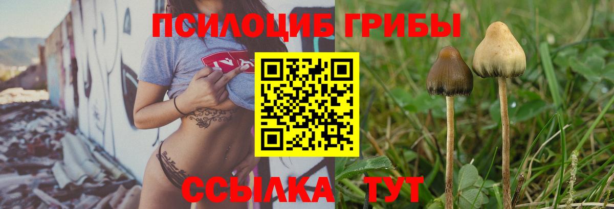 Псилоцибиновые грибы Psilocybine cubensis Зеленокумск